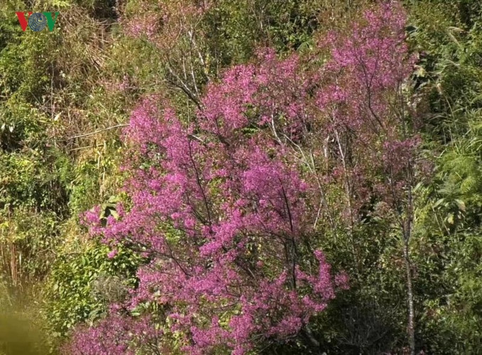 Đồng bào Mông nơi đây cho biết, không rõ loại cây này có từ bao giờ, chỉ biết thế hệ này qua thế hệ khác, sinh ra đã thấy sắc Tớ dày thắm đỏ không gian