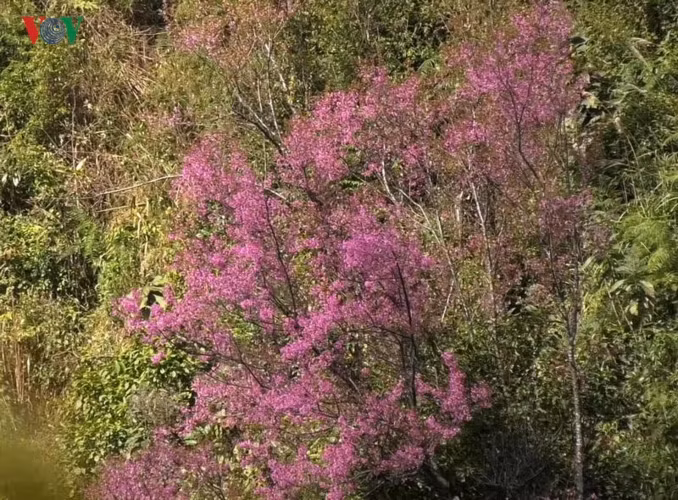 Đồng bào Mông nơi đây cho biết, không rõ loại cây này có từ bao giờ, chỉ biết thế hệ này qua thế hệ khác, sinh ra đã thấy sắc Tớ dày thắm đỏ không gian