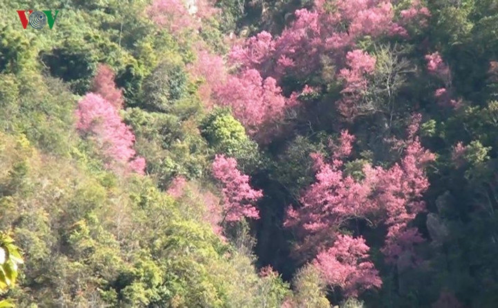 Tớ dày giờ đây trở thành một trong những biểu tượng đặc biệt của Mù Cang Chải.