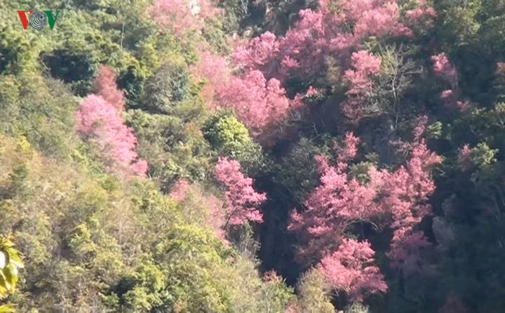 Tớ dày giờ đây trở thành một trong những biểu tượng đặc biệt của Mù Cang Chải.