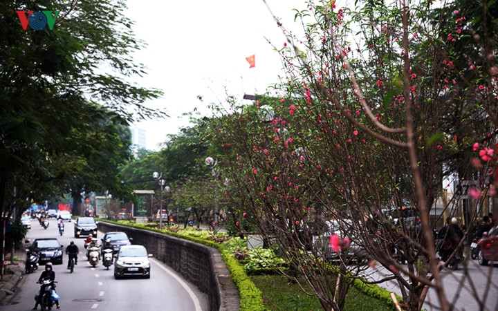 ...Rực rỡ cả con đường Lạc Long Quân, Hà Nội.