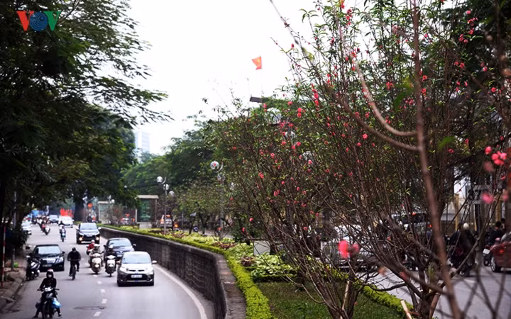 ...Rực rỡ cả con đường Lạc Long Quân, Hà Nội.