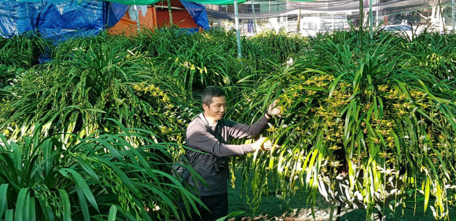 Vườn lan Trần Mộng hàng ngàn chậu ở trên Sapa