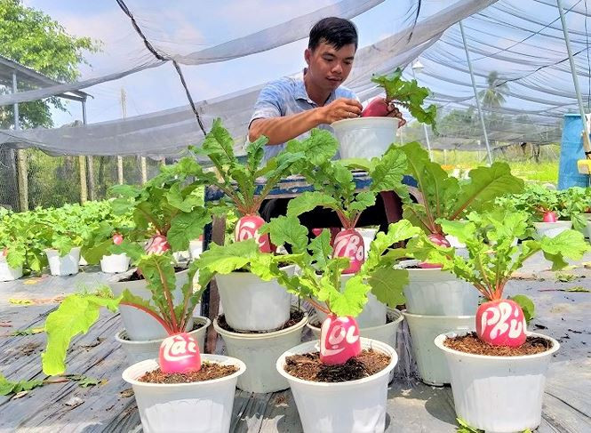 Để nâng cao giá trị tăng cho những chiếc củ cải, anh Tú đã khắc chữ lên thân để củ được nổi bật và thu hút hơn - Ảnh: Kim Hà.