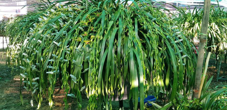 Những chậu lan khủng có giá hàng trăm triệu đồng được các đại gia săn mua chơi Tết