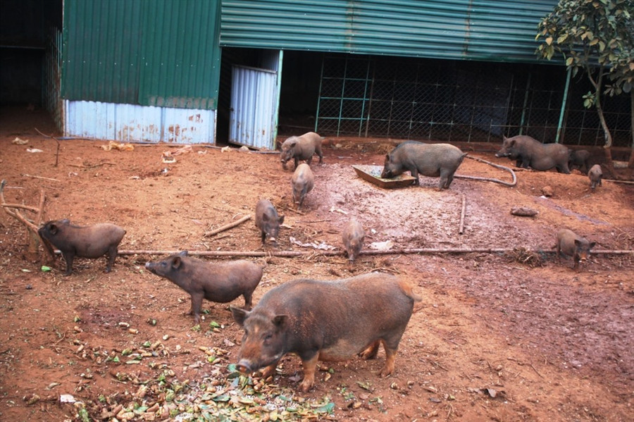Heo rừng được khoanh nuôi tại khuôn viên của quán, phục vụ cho các món ăn.