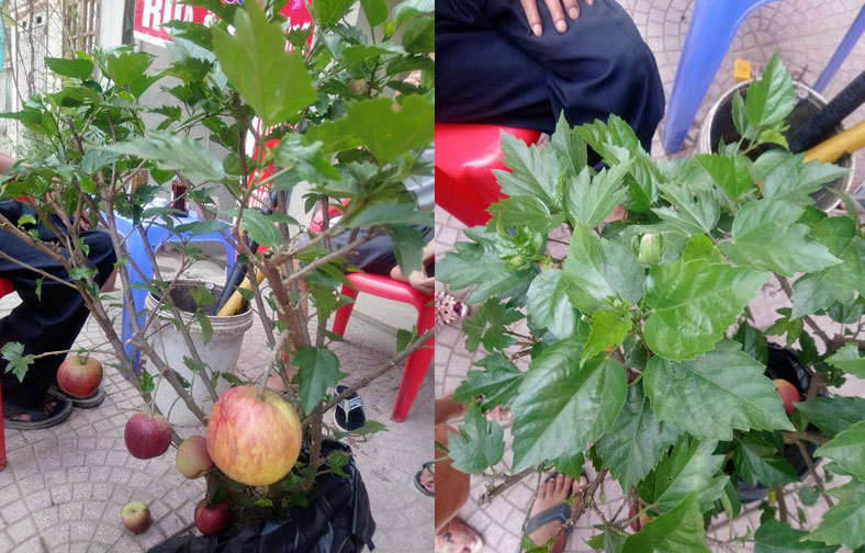  Cây dâm bụt đẻ ra táo bằng cao nghệ siêu Việt của dân buôn