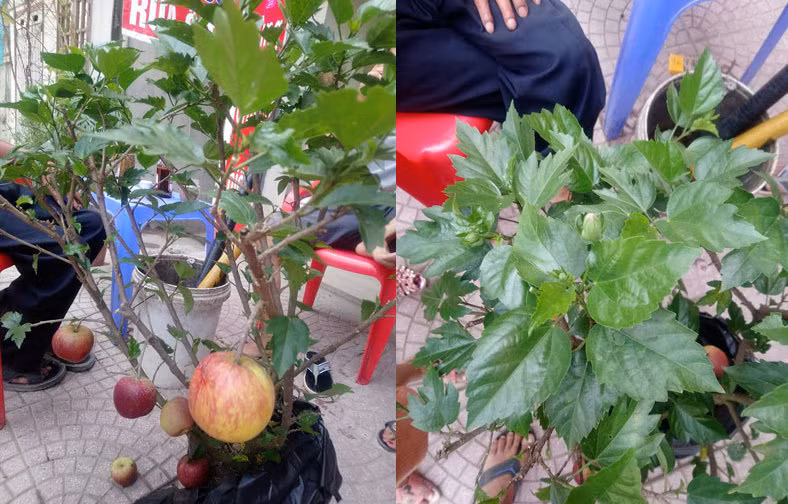  Cây dâm bụt đẻ ra táo bằng cao nghệ siêu Việt của dân buôn