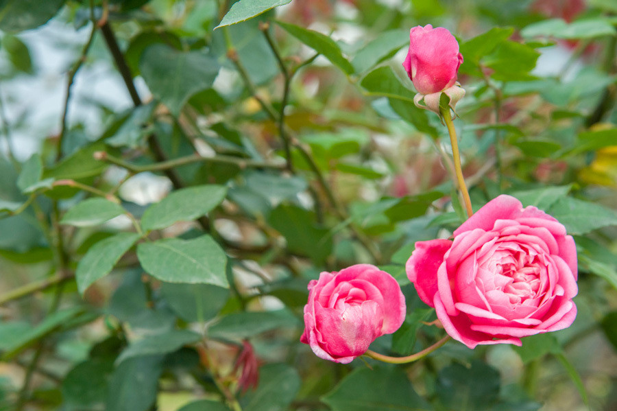  Lễ hội Hoa hồng 2019 không chỉ là cơ hội để các cặp đôi lưu giữ khoảnh khắc đẹp mà còn là dịp để những gia đình có trẻ nhỏ tích lũy thêm nhiều giờ phút ấm áp bên nhau. Với việc cùng con tham gia các trò chơi dân gian, cha mẹ sẽ giúp bé hiểu hơn về Tết xưa. 