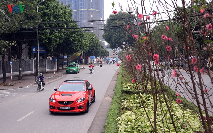 Còn khoảng 1 tháng nữa mới đến Tết nguyên đán nhưng ngay từ bây giờ những cây Đào dọc con phố dài gần 4km đã bắt đầu nở rộ, tỏa hương khoe sắc, tô điểm thêm nét tươi mới, thanh lịch cho Hà Nội.