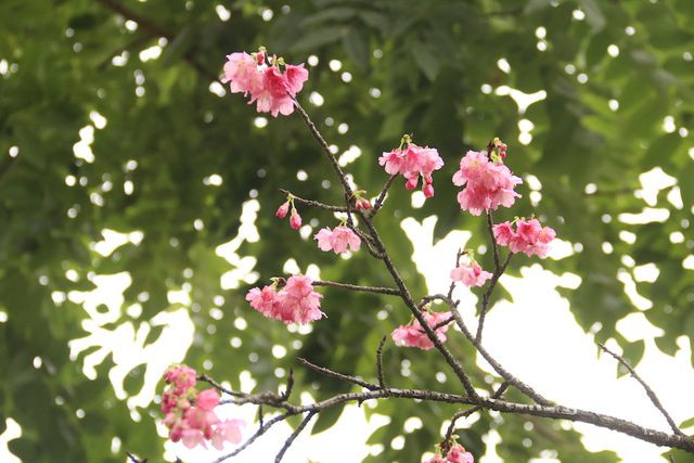 Hoa anh đào có màu hồng thắm, là loài hoa biểu tượng của đất nước Nhật Bản. Tại Nhật mùa hoa anh đào nở thường bắt đầu từ cuối tháng 1 cho tới đầu tháng 5. Đây cũng là thời điểm mà người dân trên khắp nước Nhật tổ chức lễ hội mừng hoa.