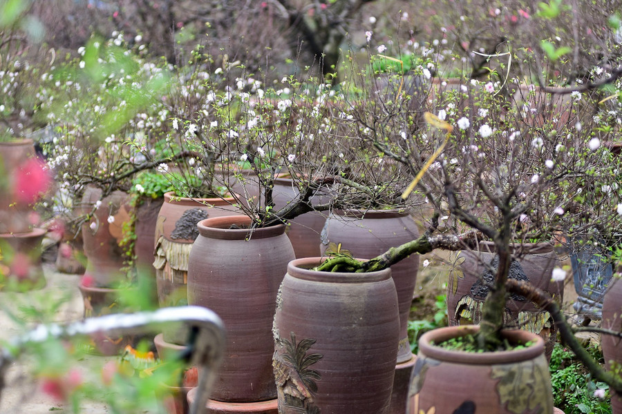 Mai trắng có cùng họ với hoa đào. Đây là loại cây thân gỗ phù hợp với khí hậu lạnh ở miền Bắc, thường nở vào dịp tết.