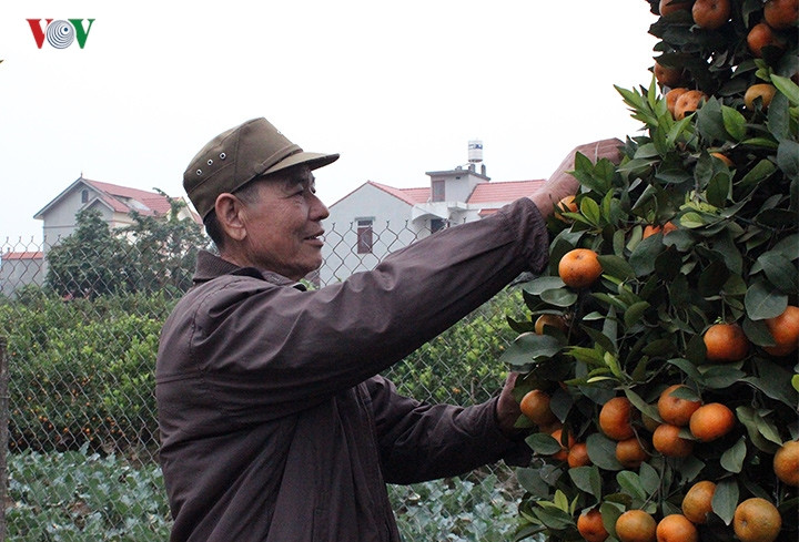 Theo ông Thành, mỗi cây quýt dáng lộc bình này được cắt tỉa tạo thế công phu. Cây đủ điều kiện tạo thế phải là cây già từ 5 đến 7 năm, có tán rộng, và thời gian tạo thế phải mất từ 4 đến 5 ngày mới làm xong.