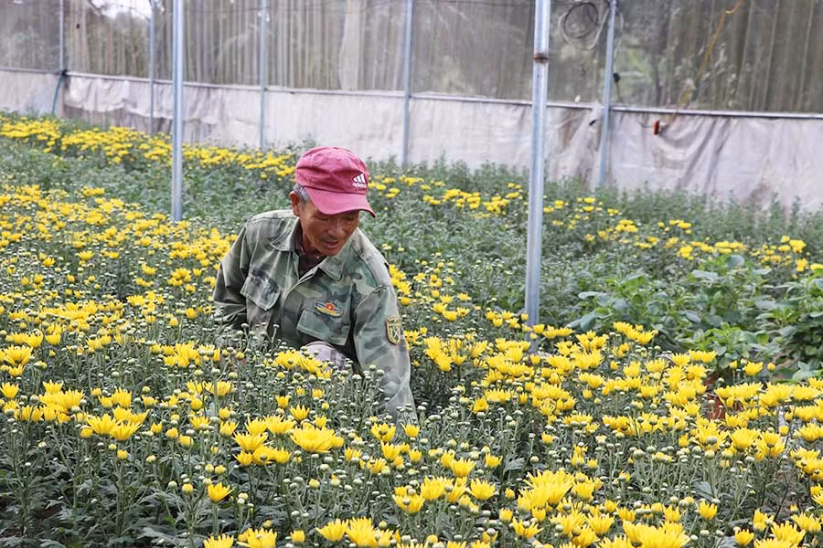  Gia đình ông Hồ Văn Sáu-Tổ trưởng Tổ hợp tác trồng hoa phường Ngô Mây (thị xã An Khê) trồng hoa cúc bán hàng ngày. Ảnh: N.M