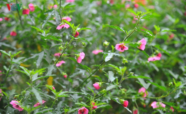  Chỉ cần giữ độ ẩm cho cây và thỉnh thoảng cho cây ra 