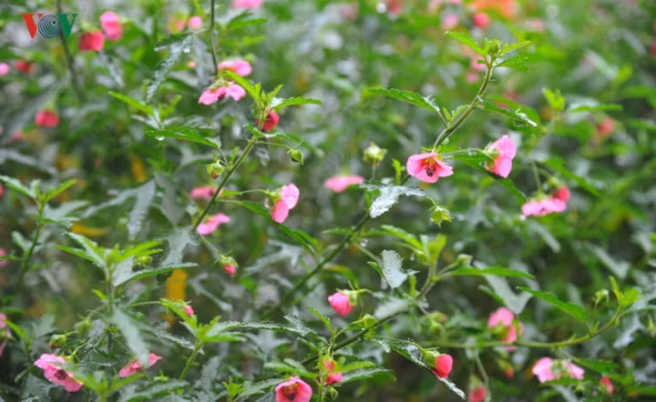  Chỉ cần giữ độ ẩm cho cây và thỉnh thoảng cho cây ra 