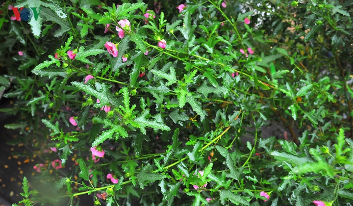  Giá của loại hoa hồng đậm và hồng nhạt tương đương nhau.