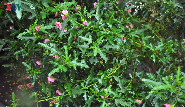  Giá của loại hoa hồng đậm và hồng nhạt tương đương nhau.