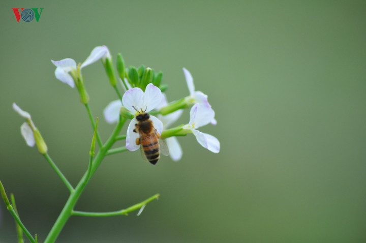 Giữa không gian yên lặng, tiếng những loài ong đi lấy mật rù rì càng khiến bức tranh thiên nhiên thêm quyến rũ.