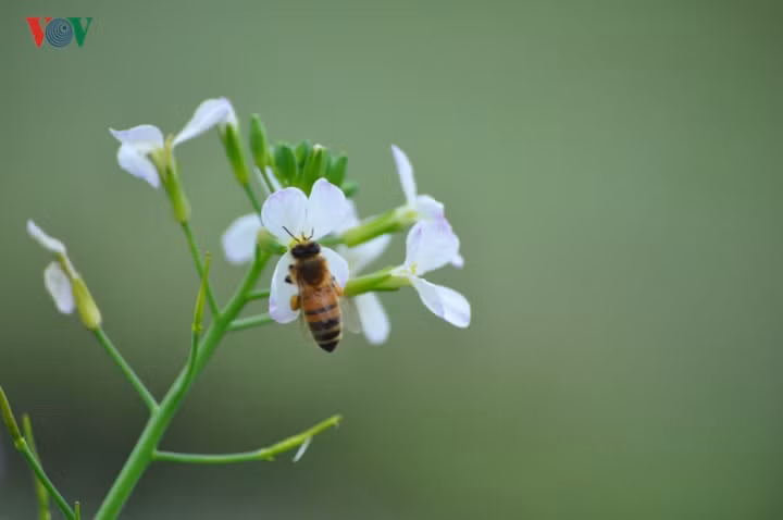 Giữa không gian yên lặng, tiếng những loài ong đi lấy mật rù rì càng khiến bức tranh thiên nhiên thêm quyến rũ.