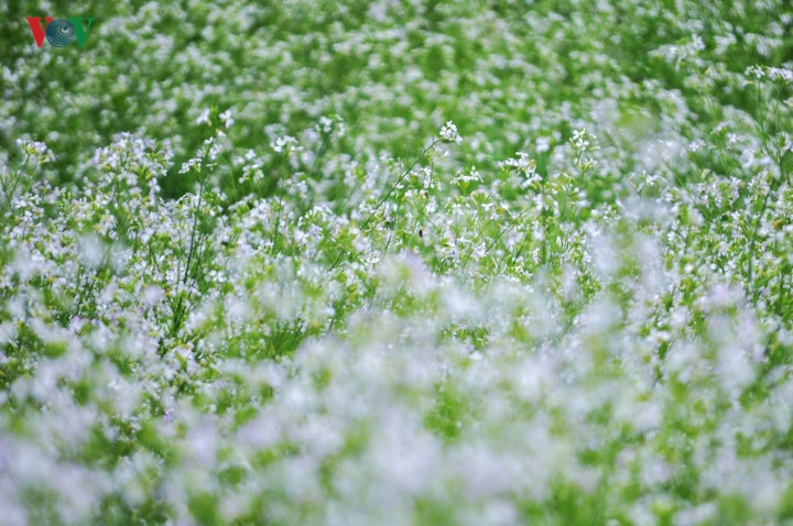  Vẻ đẹp kỳ diệu ấy được tạo nên bởi loài hoa hết sức giản dị - cải trắng. Hoa bắt đầu nở từ khoảng tháng 11 cho đến tận tháng 1 năm sau.