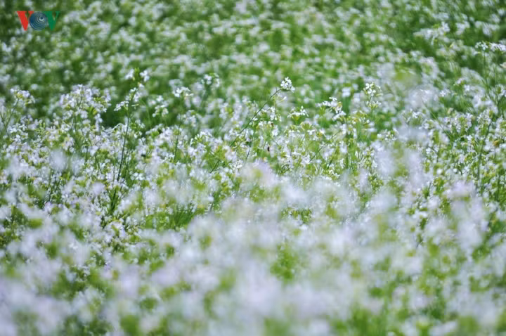  Vẻ đẹp kỳ diệu ấy được tạo nên bởi loài hoa hết sức giản dị - cải trắng. Hoa bắt đầu nở từ khoảng tháng 11 cho đến tận tháng 1 năm sau.