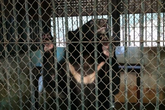 Một trong những con gấu được nuôi để biểu diễn xiếc thú tại Rạp xiếc Trung ương ở Hà Nội