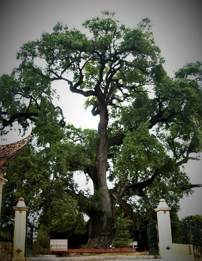 Cây dã hương 1.000 năm tuổi ở xã Tiên Lục, tỉnh Bắc Giang Ảnh: Tư Liệu