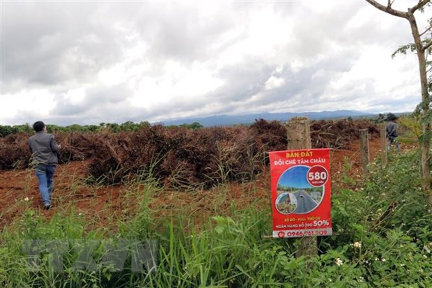 Nhiều diện tích chè, càphê ở thôn 12, xã ĐamB’ri (thành phố Bảo Lộc, tỉnh Lâm Đồng) bị phá bỏ để phân lô bán nền. (Ảnh: Quốc Hùng-Nguyễn Dũng/TTXVN)