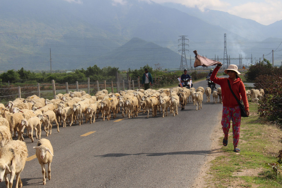 Ka Tơ Ngem mướt mồ hôi điều khiển đàn cừu khi chúng ra đường nhựa Ka Tơ Ngem mướt mồ hôi điều khiển đàn cừu khi chúng ra đường nhựa