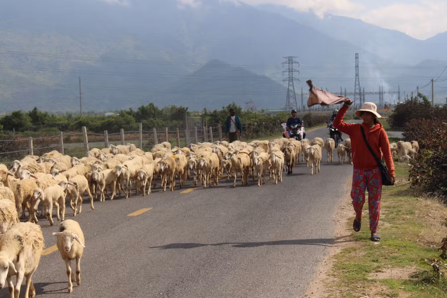  Ka Tơ Ngem mướt mồ hôi điều khiển đàn cừu khi chúng ra đường nhựa
