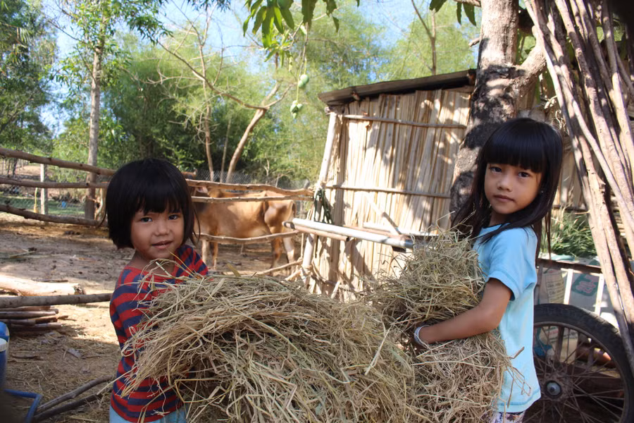 Hai đứa con nhỏ của chị Mây đã biết chăm sóc đàn bò