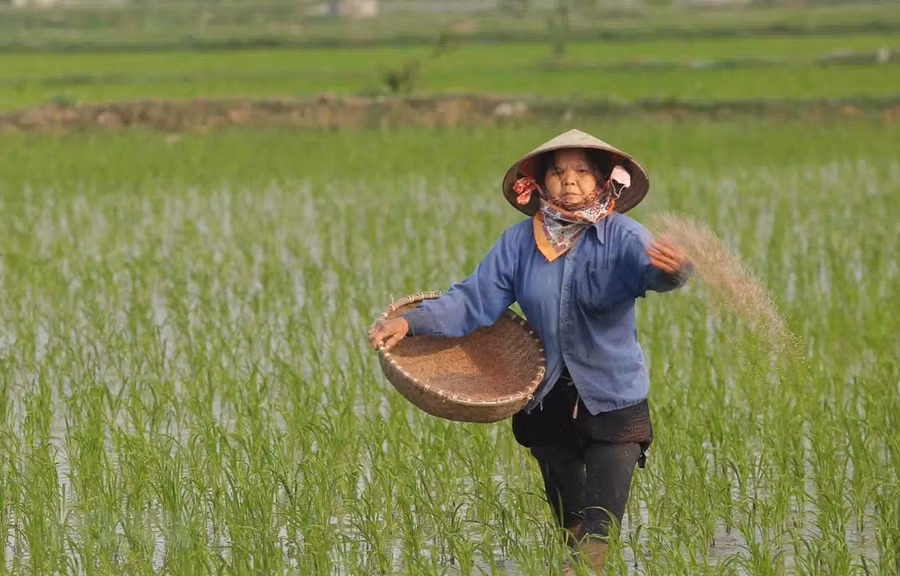 Chăm sóc lúa Xuân tại Hợp tác xã sản xuất nông nghiệp Đoàn Kết, xã Phương Tú, huyện Ứng Hòa, Hà Nội. (Ảnh: Hoàng Hiếu/TTXVN)