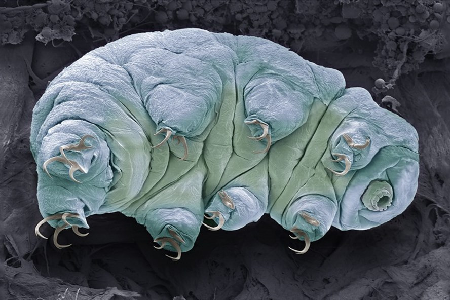 NASA đưa gấu nước (tardigrade) vào vũ trụ. Ảnh: Wiki
