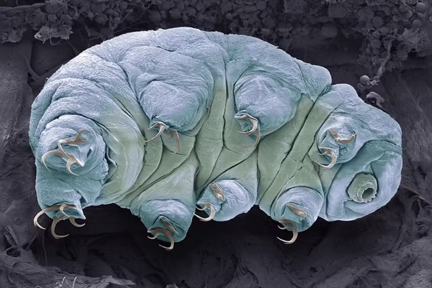 NASA đưa gấu nước (tardigrade) vào vũ trụ. Ảnh: Wiki