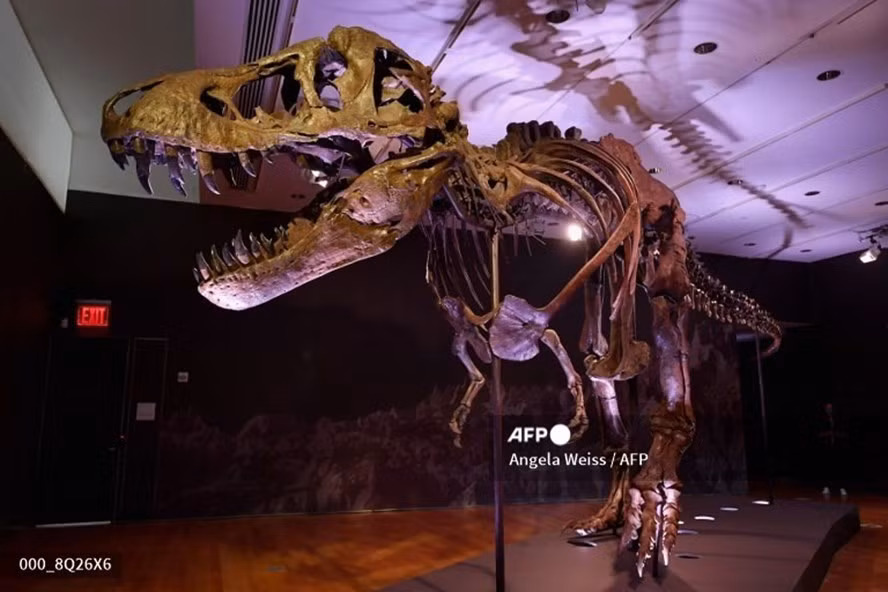 Ở tuổi 13, lực cắn của T.Rex đã có thể đạt tới 5.641 newton, tương đương với lực cắn của linh cẩu hoặc cá sấu. Ảnh: AFP