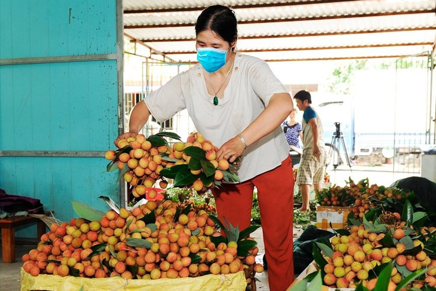 Thu hoạch vải thiều chín sớm, chuẩn bị cho xuất khẩu. Ảnh: Thu Thủy Thu hoạch vải thiều chín sớm, chuẩn bị cho xuất khẩu. Ảnh: Thu Thủy
