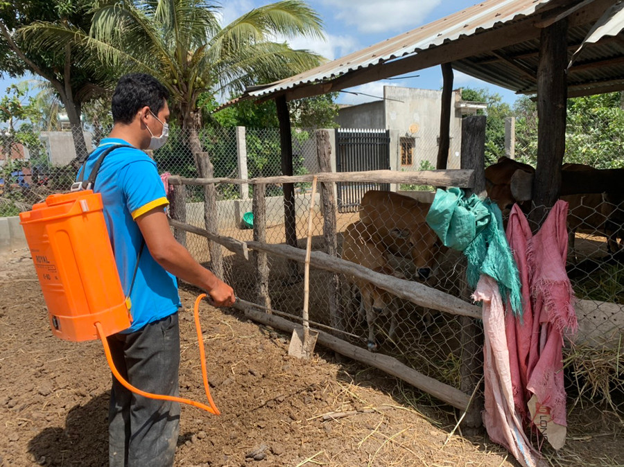 Nhiều hộ chăn nuôi chủ động phun thuốc tiêu độc, khử trùng xung quanh chuồng trại để phòng trừ dịch bệnh. Ảnh: Vũ Chi