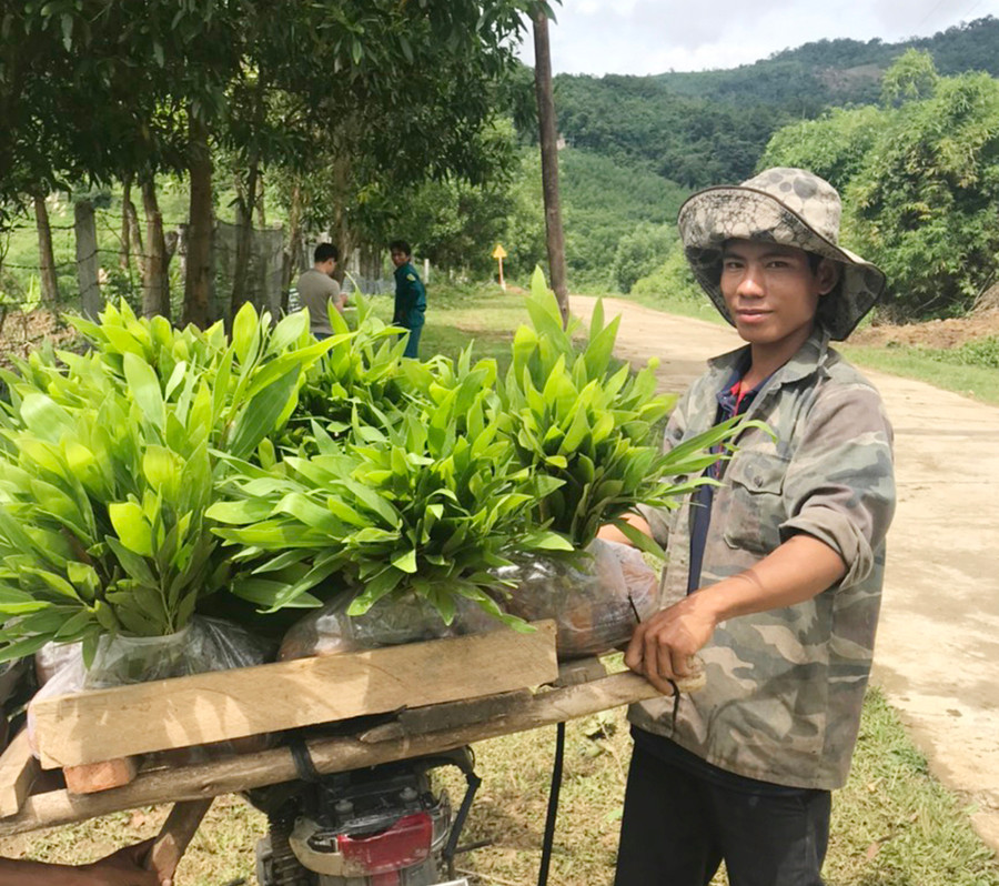 Công ty TNHH một thành viên Lâm nghiêp Kông Chro cấp cây giống cho người dân trồng rừng. Ảnh: Quang Tấn Công ty TNHH một thành viên Lâm nghiêp Kông Chro cấp cây giống cho người dân trồng rừng. Ảnh: Quang Tấn