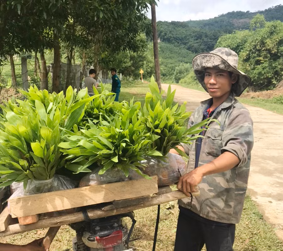 Công ty TNHH một thành viên Lâm nghiêp Kông Chro cấp cây giống cho người dân trồng rừng. Ảnh: Quang Tấn