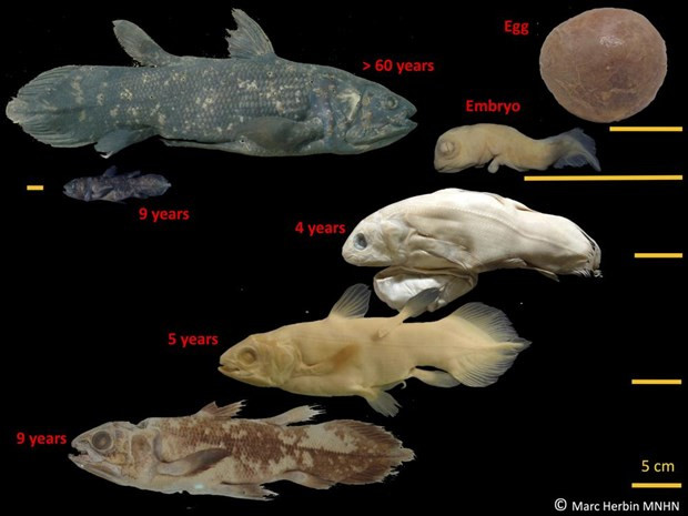 Cá hóa thạch Coelacanth. (Nguồn: AP)