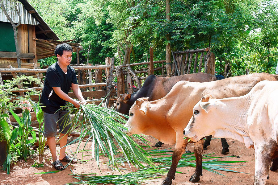 Gia đình A Tông (làng Tuêk, xã Đak Tơ Ve) nhiều năm liền là hộ nghèo. Nguồn thu nhập chính của gia đình chủ yếu từ 1ha bời lời, 4 sào lúa và tiền công làm thuê của hai vợ chồng.