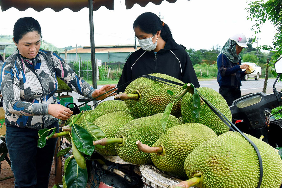Chị Nguyễn Thị Nhơn (làng Bới) chia sẻ: Năm 2018, vườn cà phê già cỗi, chị chuyển sang trồng cây mít Thái. Trung bình mỗi tháng, chị thu được 1 tấn mít, giá bán tại vườn 8.000-10.000 đồng/kg, đem lại nguồn từ 8-10 triệu đồng. Ngoài ra, chị còn trồng 1,5 ha cà phê và chăn nuôi thêm 3 con bò và 20 con heo thịt.