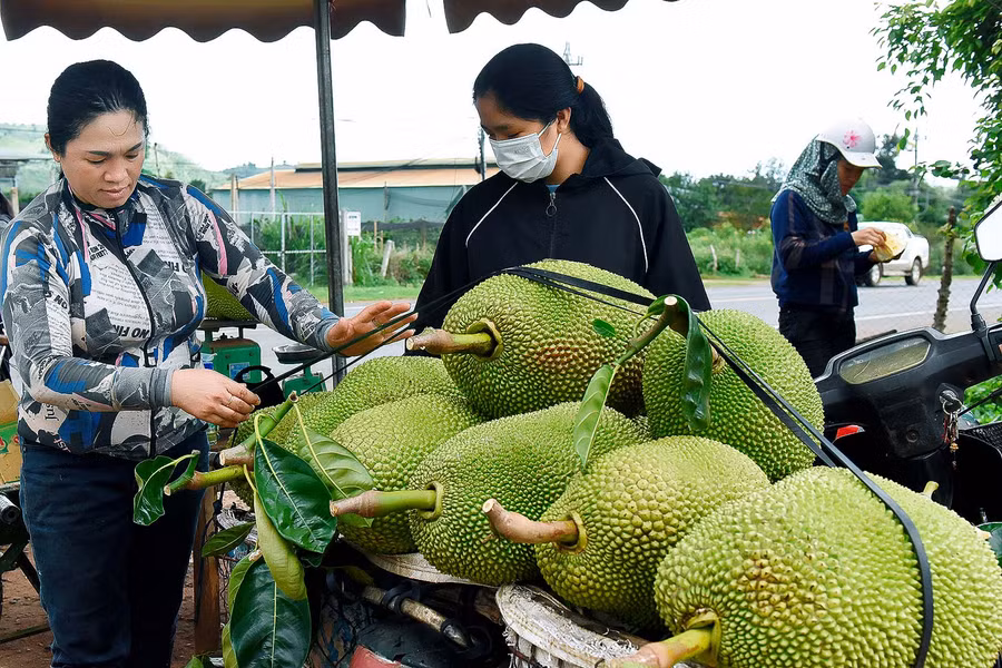 Chị Nguyễn Thị Nhơn (làng Bới) chia sẻ: Năm 2018, vườn cà phê già cỗi, chị chuyển sang trồng cây mít Thái. Trung bình mỗi tháng, chị thu được 1 tấn mít, giá bán tại vườn 8.000-10.000 đồng/kg, đem lại nguồn từ 8-10 triệu đồng. Ngoài ra, chị còn trồng 1,5 ha cà phê và chăn nuôi thêm 3 con bò và 20 con heo thịt.