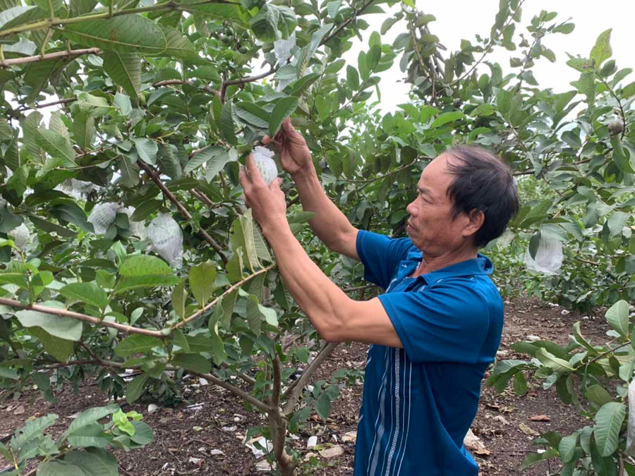 Phát triển vườn cây ăn quả gắn với du lịch là hướng đi mới của các HTX nông nghiệp ở Phú Thiện. Ảnh: Vũ Chi