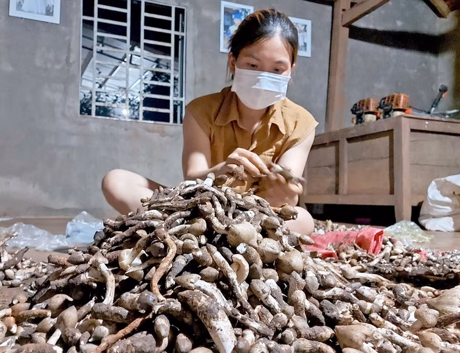 Chị Trần Thị Phương Thảo (làng Mook Đen, xã Ia Dom, huyện Đức Cơ) phân loại nấm mối để đóng gói bảo quản. Ảnh: Lê Hòa