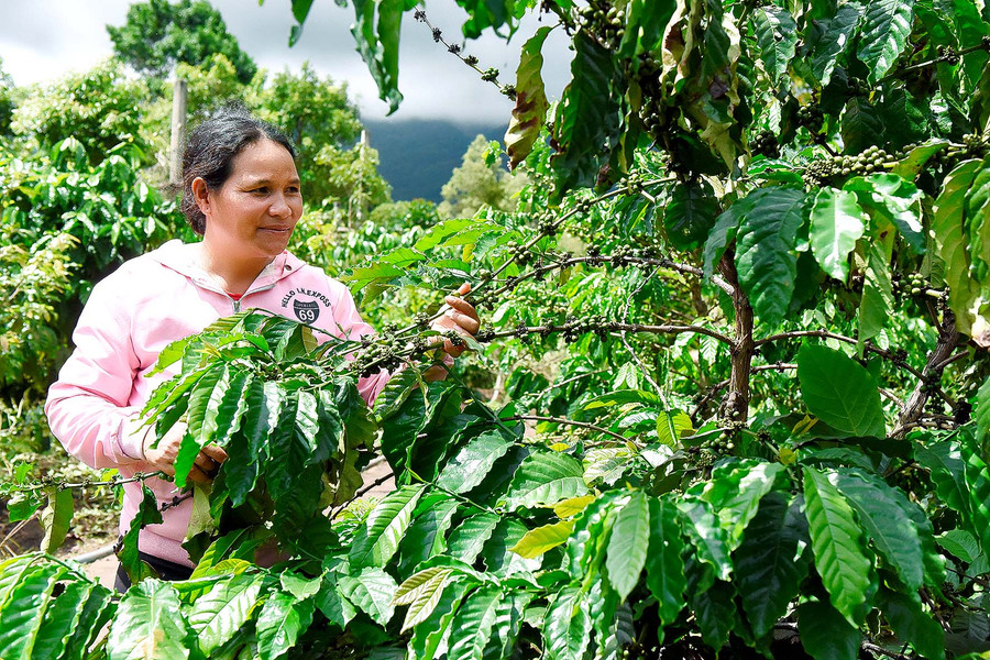 8.Chị Kem (làng Chrơng II) cho biết: “Gia đình tôi trồng 200 cây cà phê, 400 trụ hồ tiêu, 200 cây mít Thái, 3 ha bời lời, 2 sào lúa… Mỗi năm, gia đình thu nhập trên 100 triệu đồng”.
