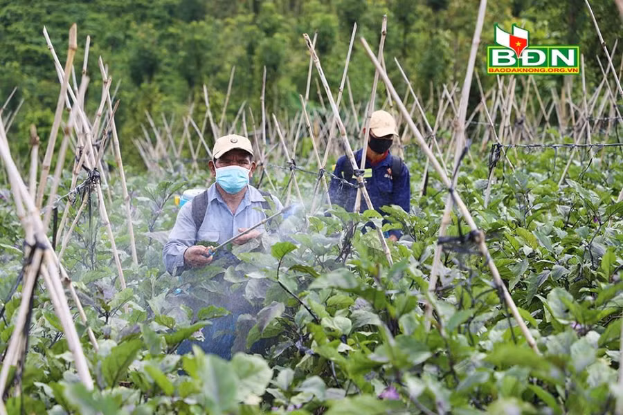 Nông dân tích cực chăm sóc cà tím Nhật Bản, xã Quảng Sơn (huyện Đắk Glong, tỉnh Đắk Nông) theo đúng kỹ thuật đã cam kết với doanh nghiệp