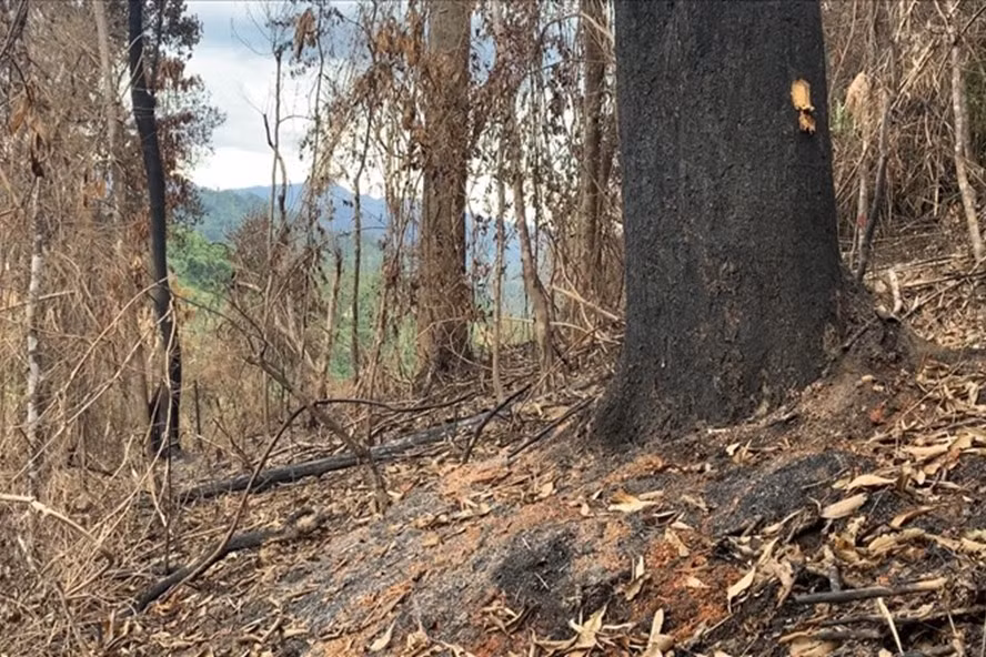 Một vụ đốt rừng để trồng rừng vừa xảy ra giữa tháng 5.2021 tại huyện Phước Sơn, Quảng Nam. Ảnh: Huy Kha