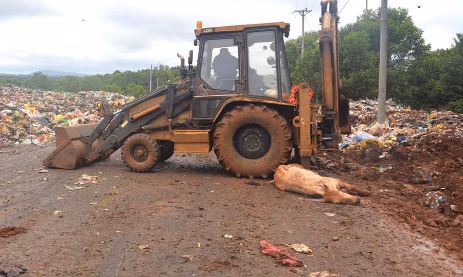  Tiến hành tiêu hủy con bò nghi mắc bệnh viêm da nổi cục. Ảnh: Hữu Trường 